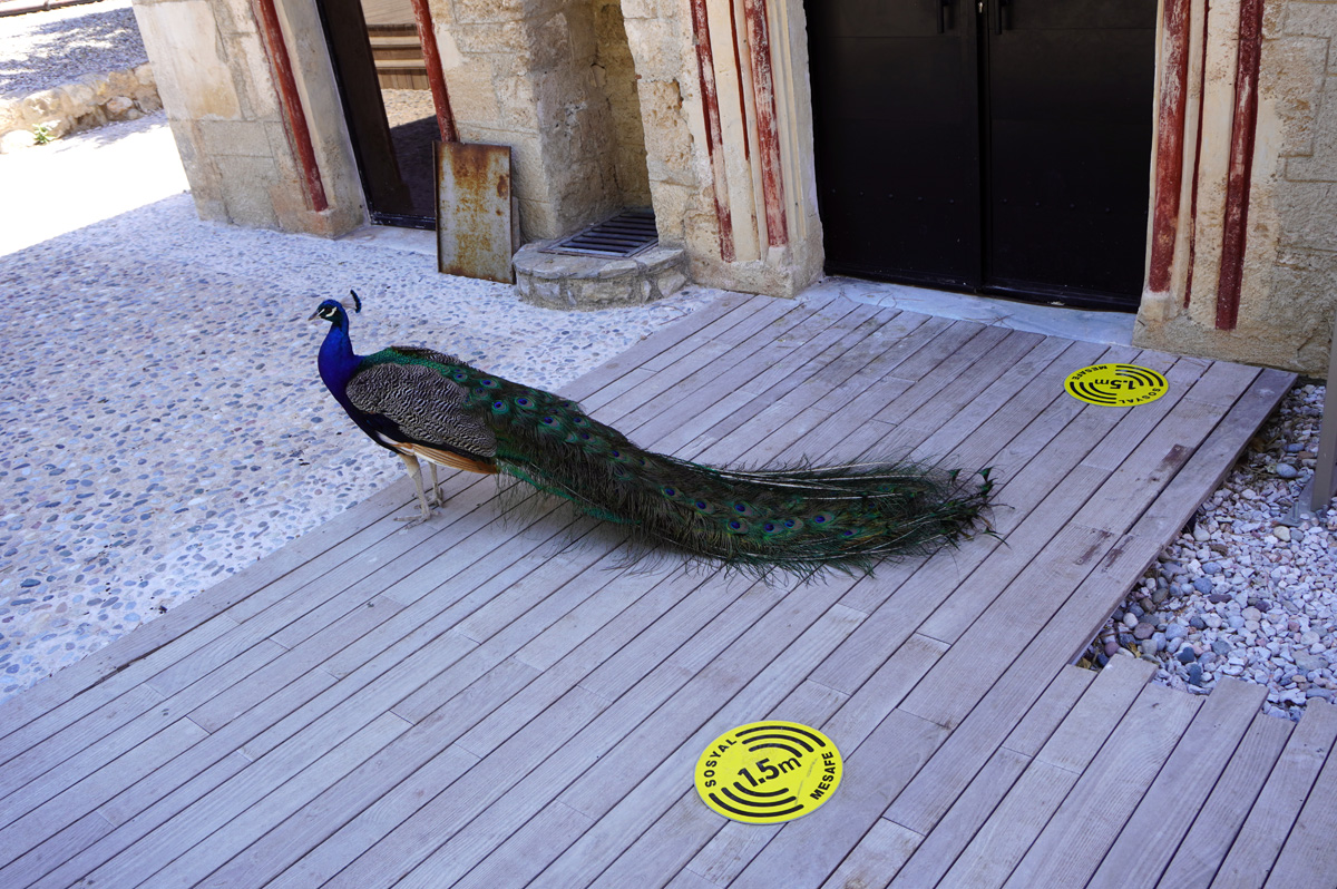 Bodrum Castle, Socially distanced Peacock