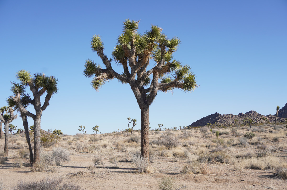 Joshua Tree National Park