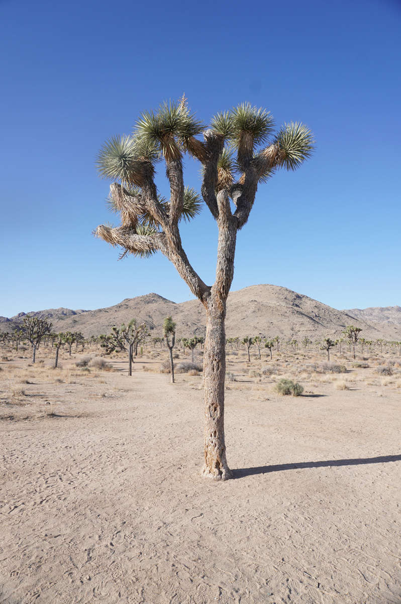 Joshua Tree National Park
