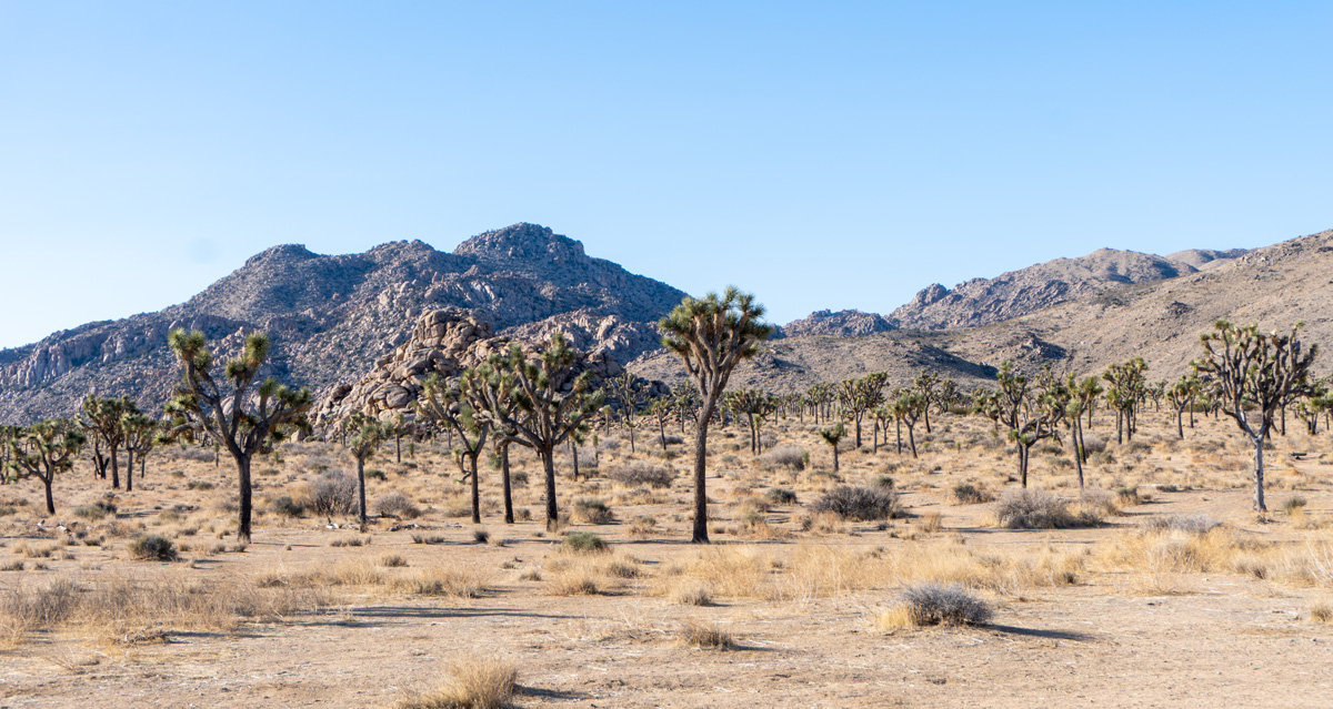 Joshua Tree National Park