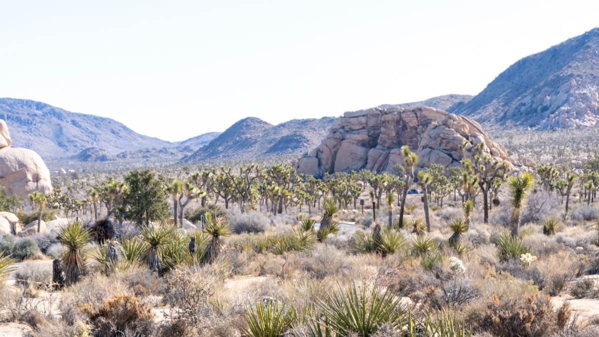 Joshua Tree National Park, A forest of Joshua Trees