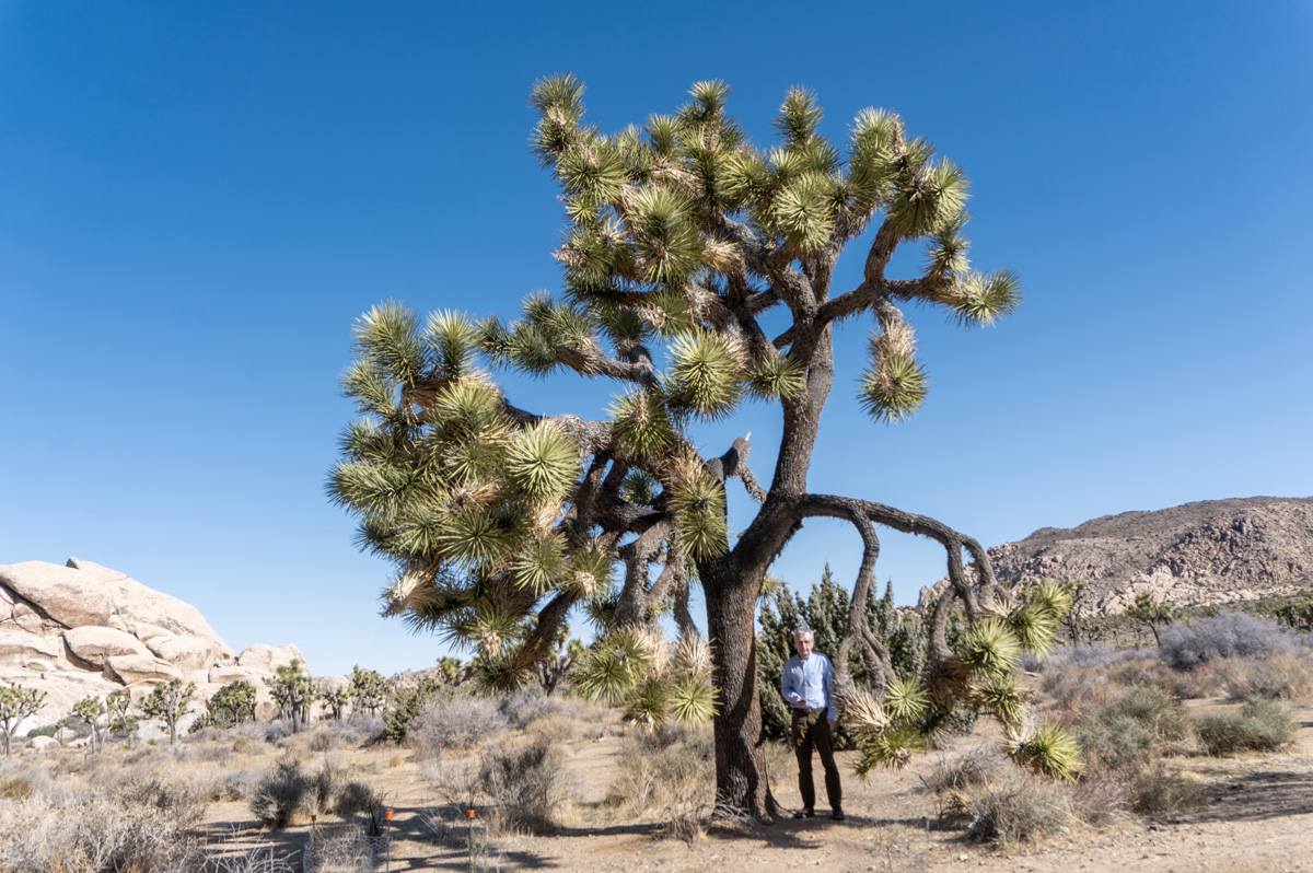 Joshua Tree National Park, Large Joshua Tree + Scotsman