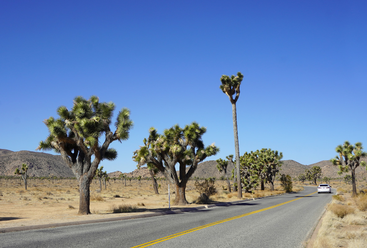 Joshua Tree National Park, A rare tall straight Joshua Tree