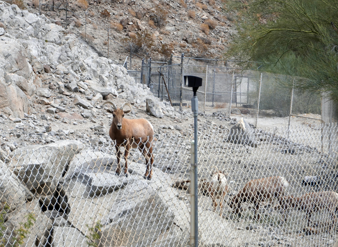 The Living Desert Zoo and Gardens, Bighorn Sheep