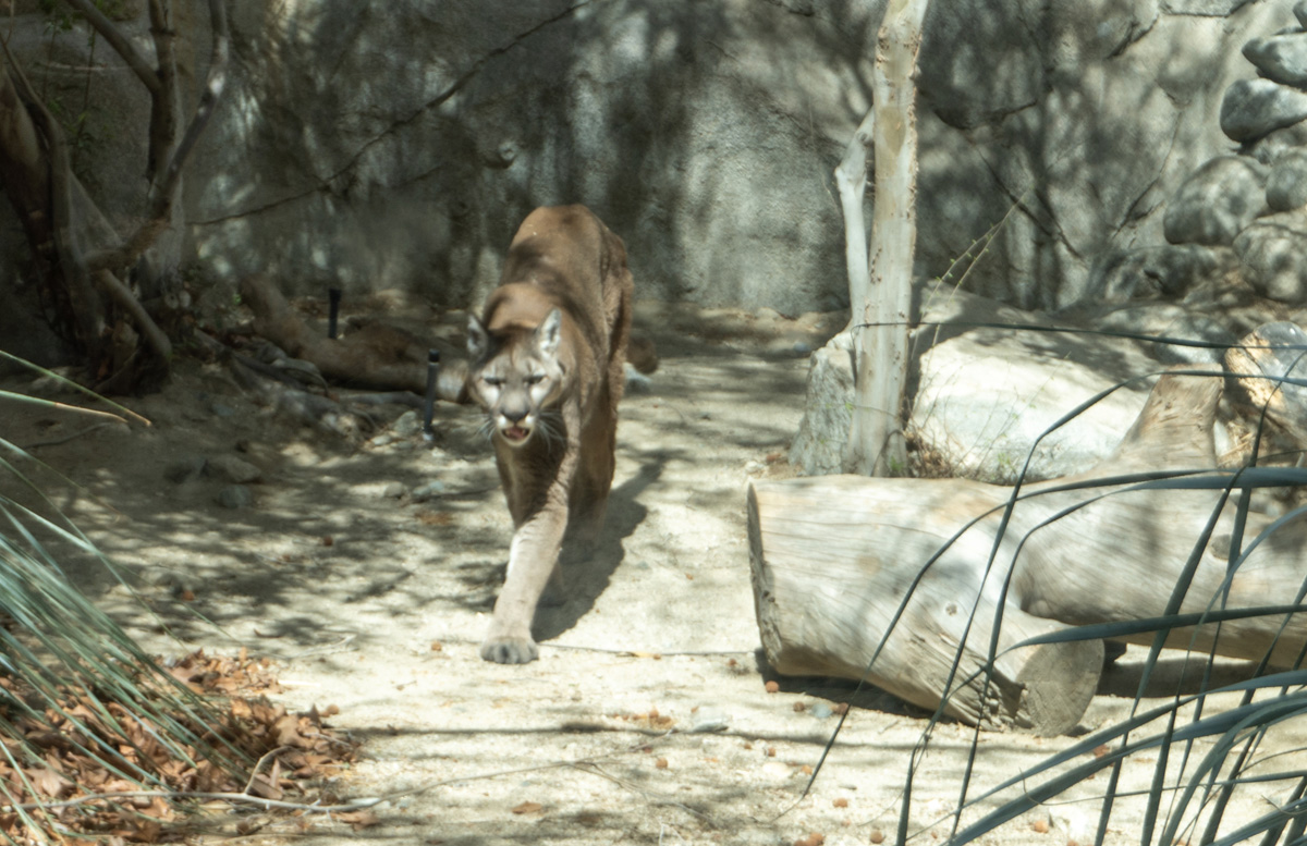 The Living Desert Zoo and Gardens, Mountain Lion