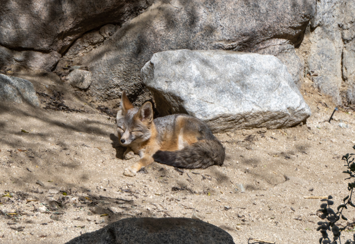 The Living Desert Zoo and Gardens, Charming Kit Fox