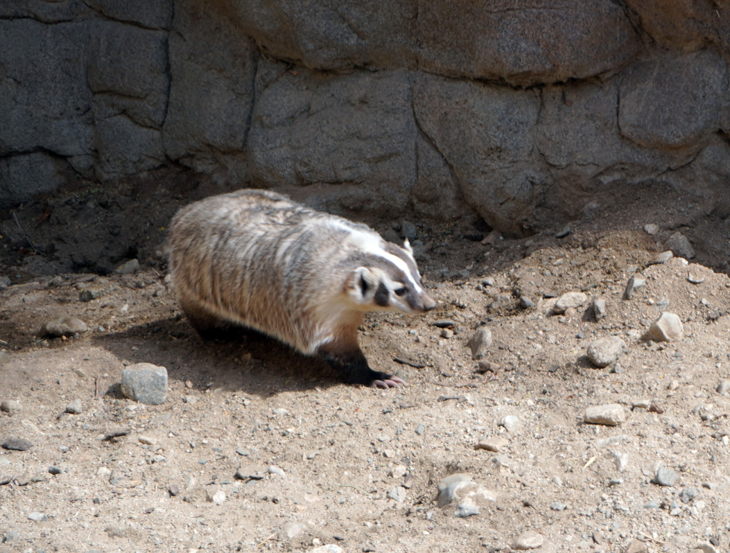 The Living Desert Zoo and Gardens, American Badger