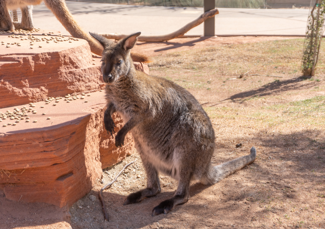 The Living Desert Zoo and Gardens, Bennett