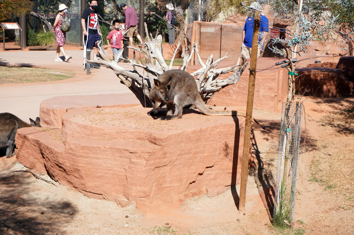 The Living Desert Zoo and Gardens, Walk-about Wallaby Enclosure