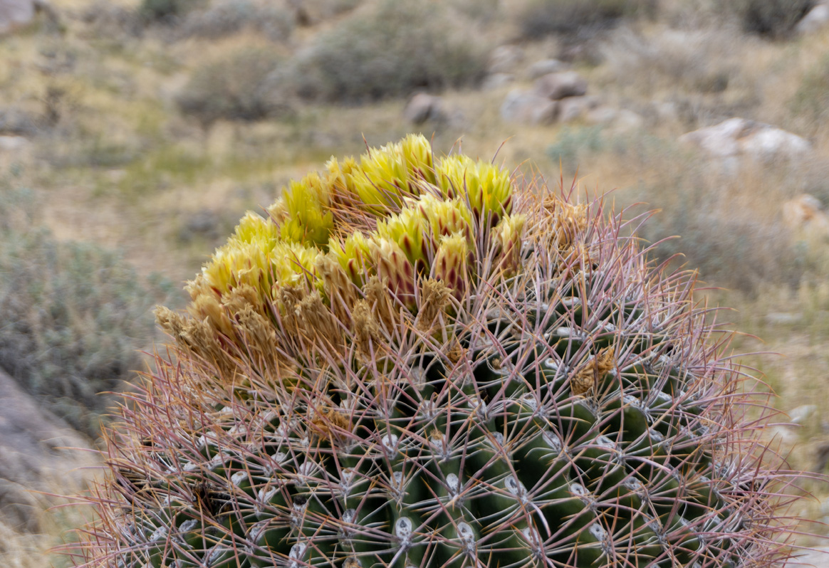 Indian Canyons