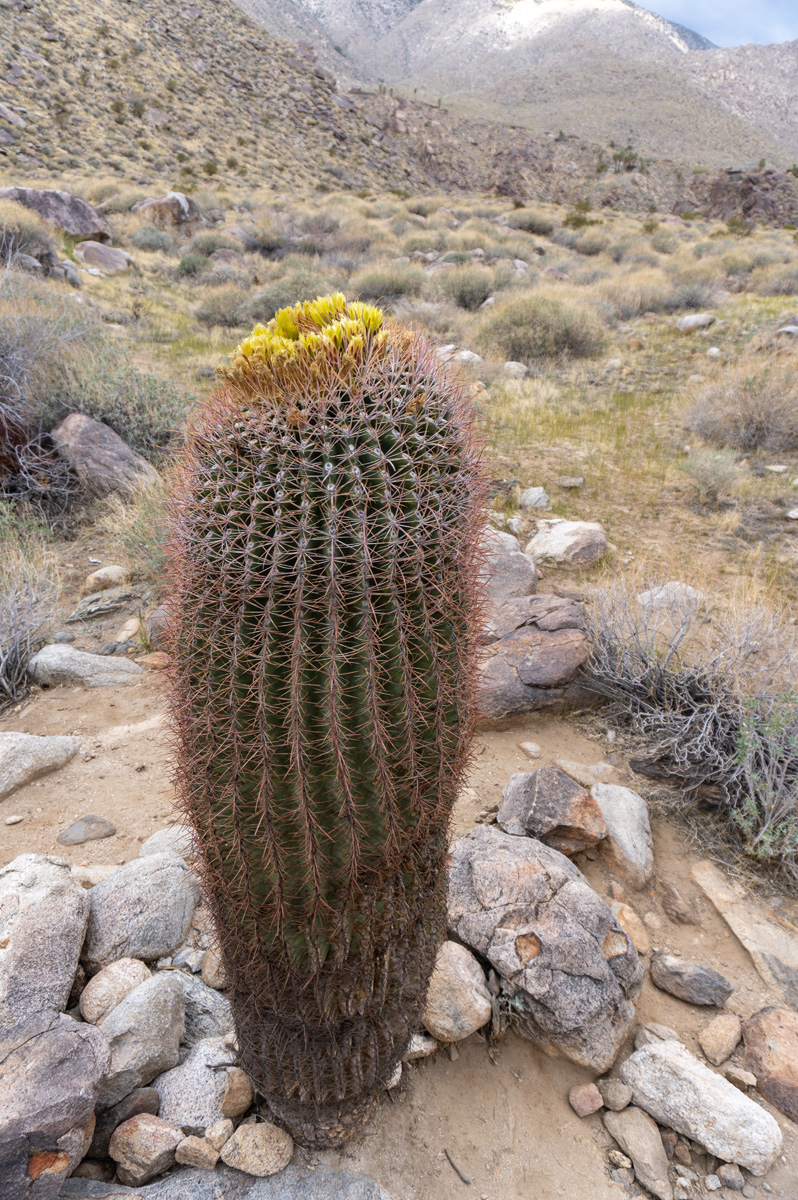 Indian Canyons, Beautiful Red Barrel Cactus