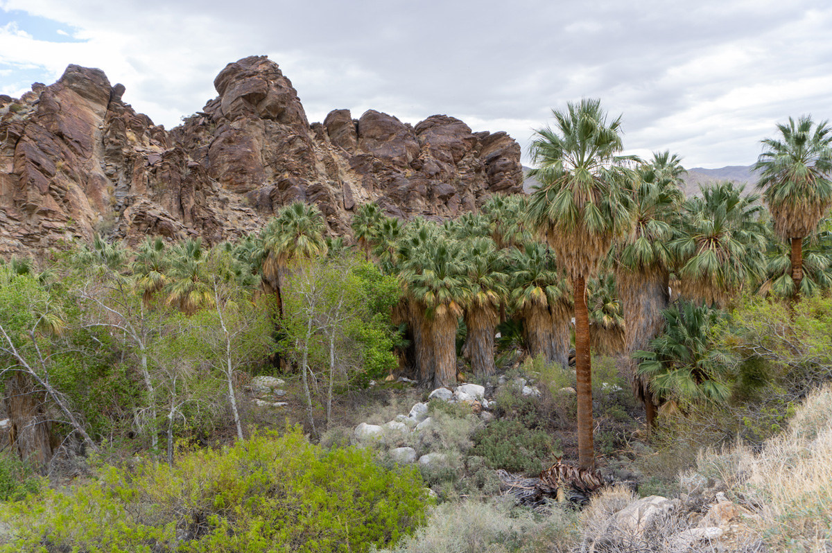 Indian Canyons, The lush Andreas Canyon oasis