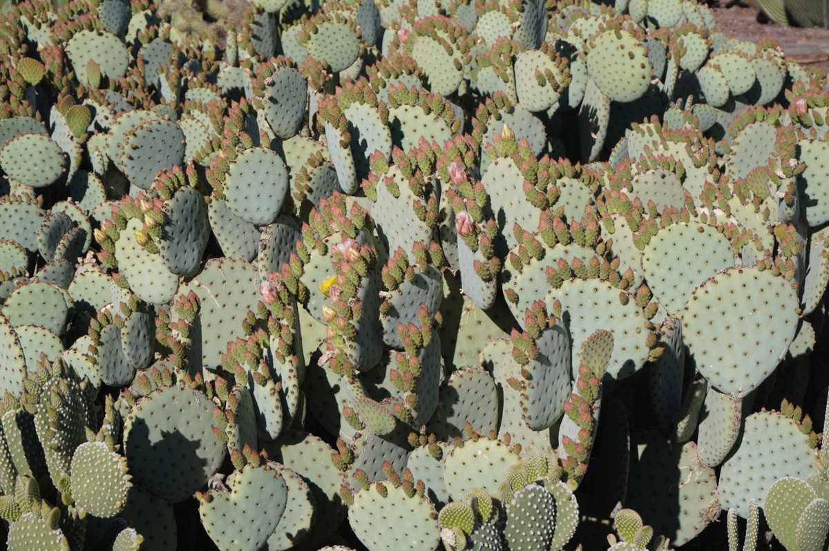 Phoenix: Desert Botanical Garden