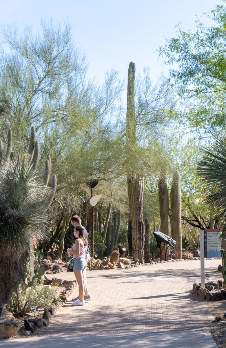 Phoenix: Desert Botanical Garden