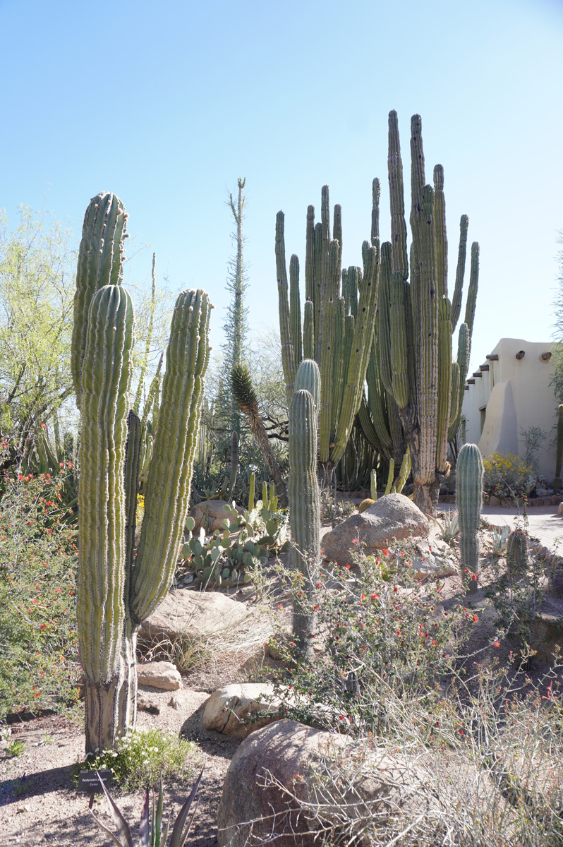 Phoenix: Desert Botanical Garden