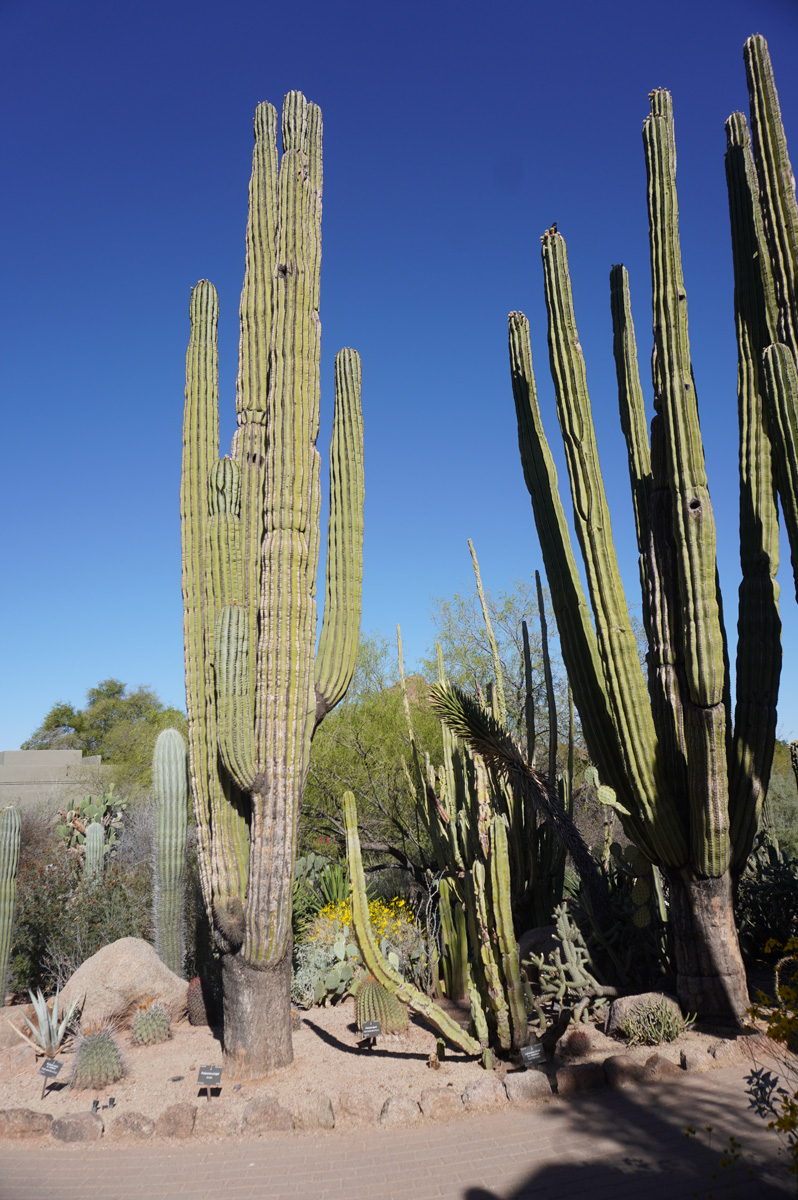 Phoenix: Desert Botanical Garden