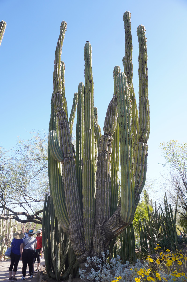 Phoenix: Desert Botanical Garden