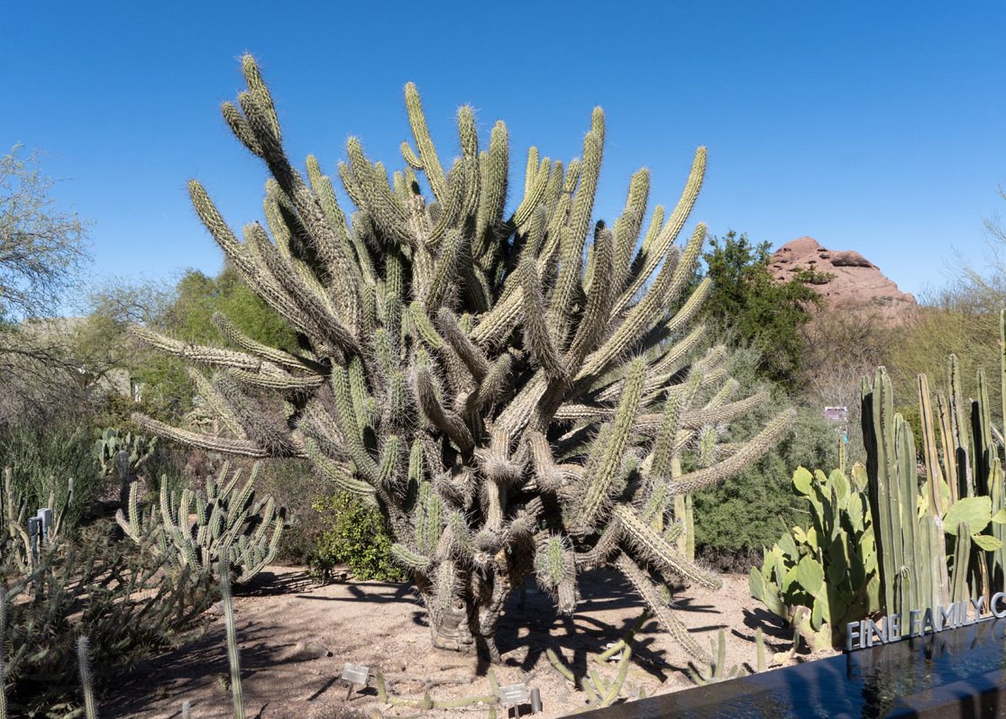 Phoenix: Desert Botanical Garden