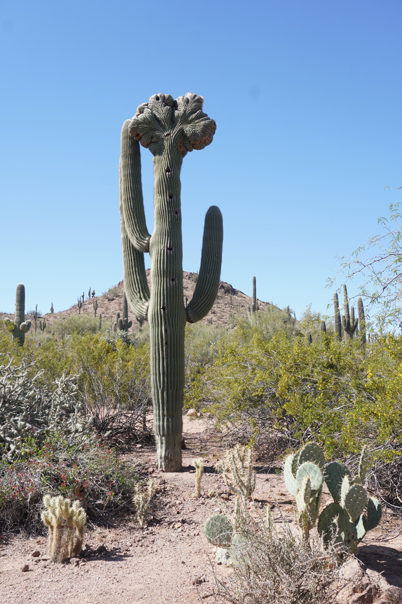 Phoenix: Desert Botanical Garden