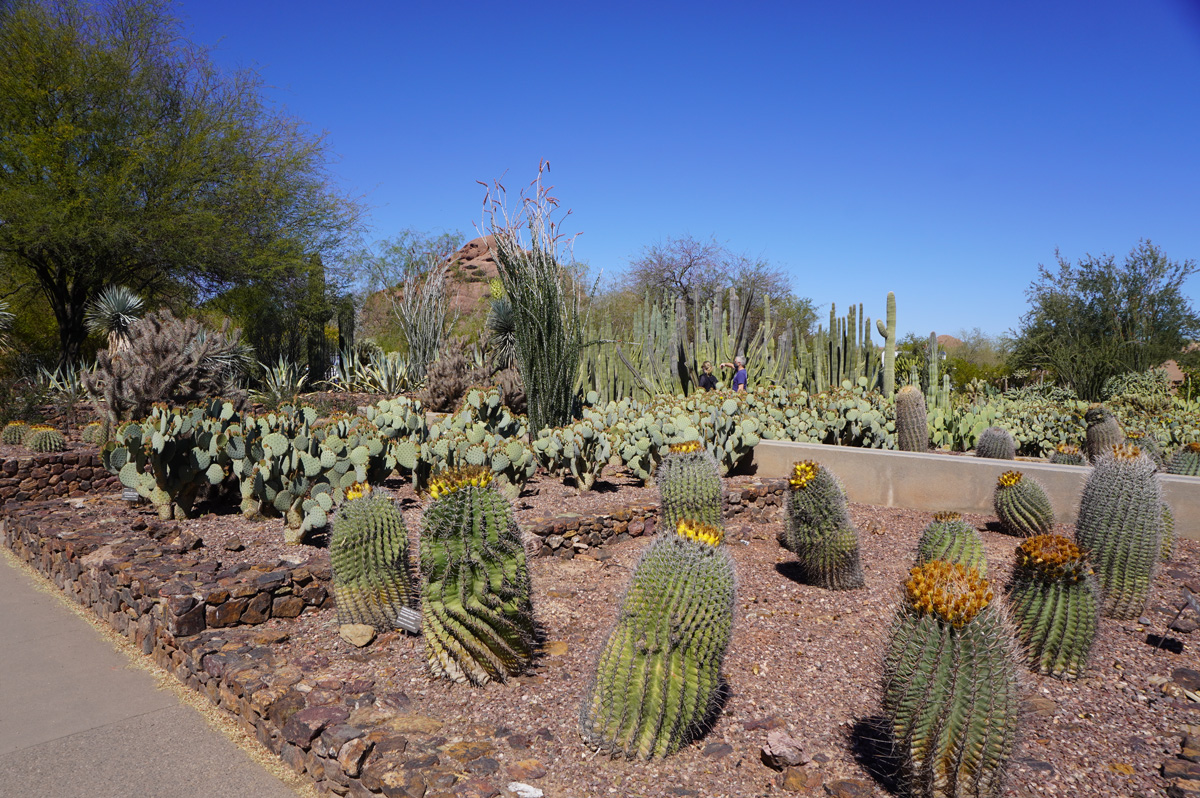 Phoenix: Desert Botanical Garden