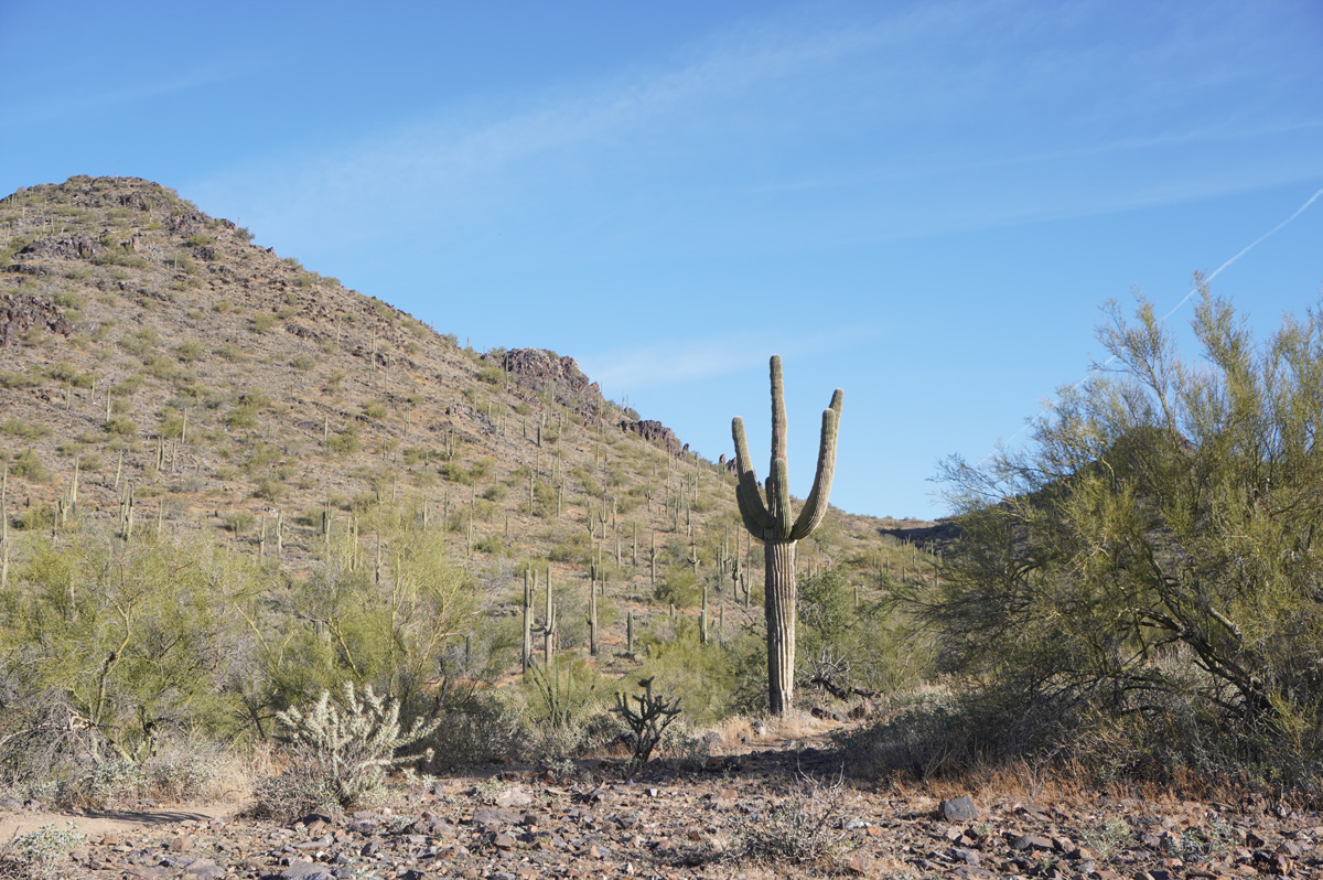Cave Creek Regional Park: Quartz Trail