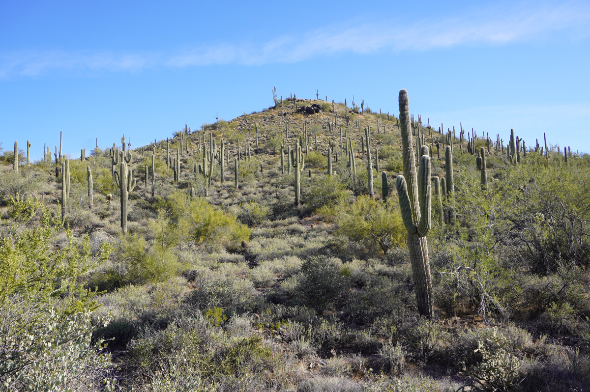 Cave Creek Regional Park: Quartz Trail, A forest of Saguaro