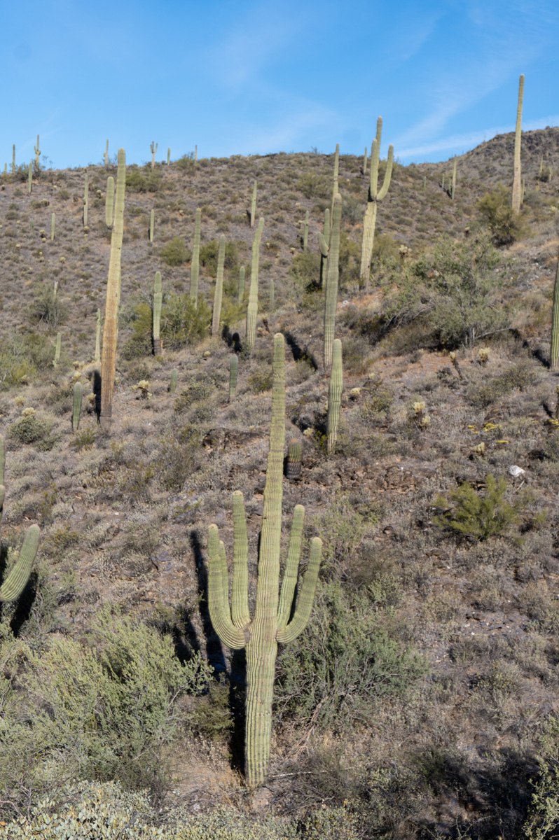 Cave Creek Regional Park: Quartz Trail