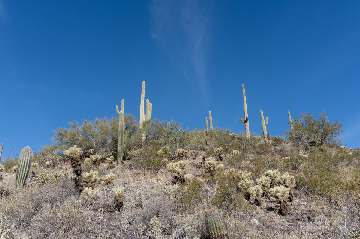 Cave Creek Regional Park: Quartz Trail