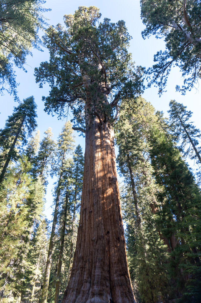 Sequoia National Park, General Grant Tree "The World