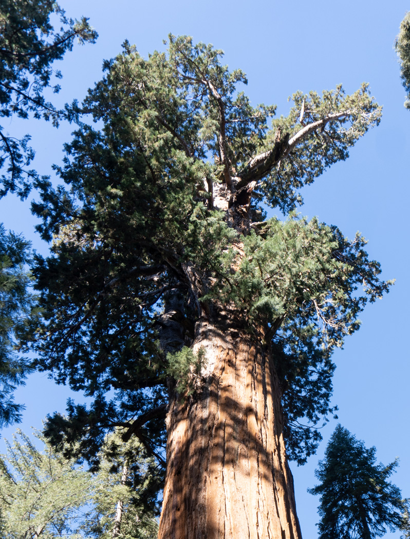 Sequoia National Park, General Sherman upper foliage