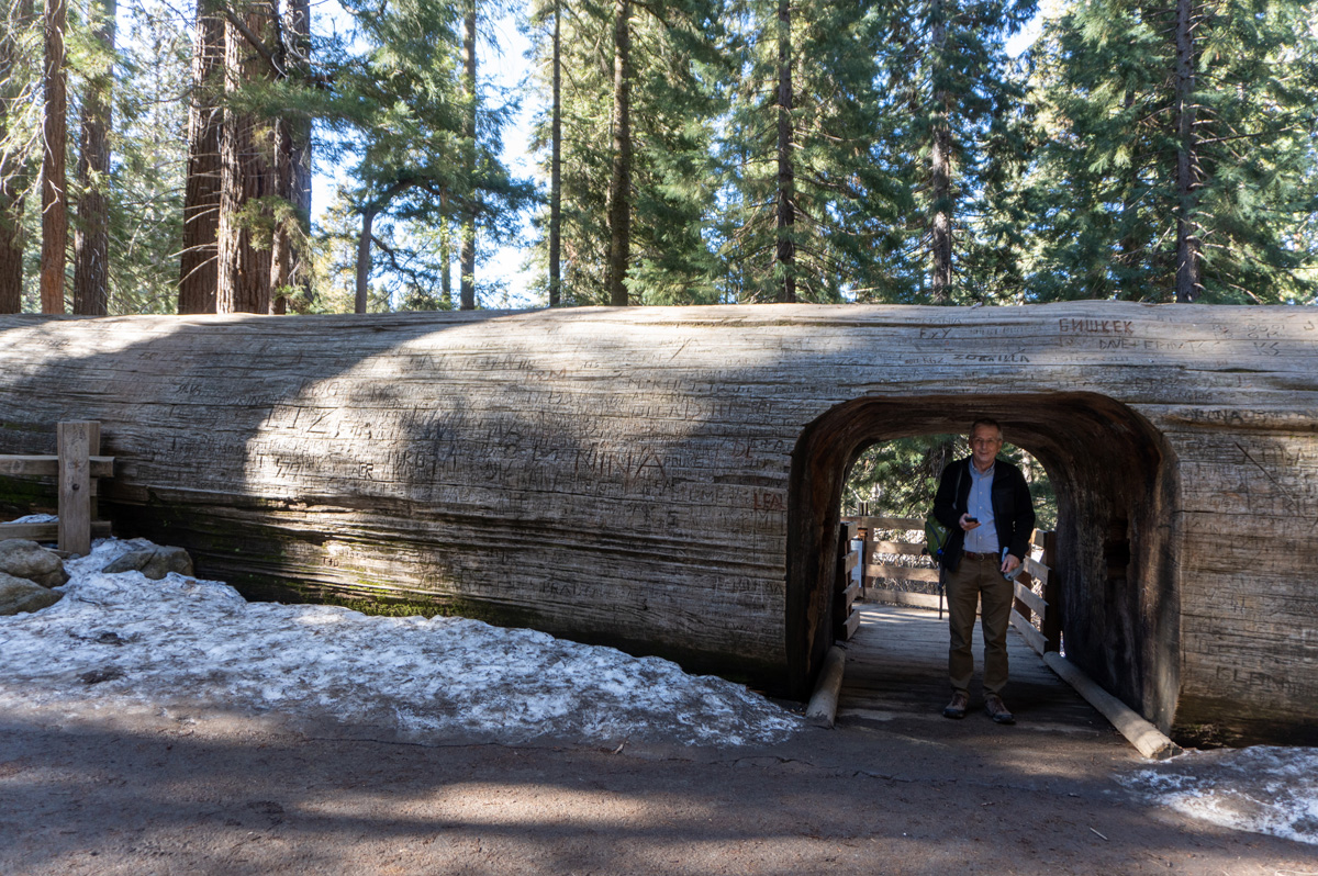 Sequoia National Park, A fallen Sequoia trunk