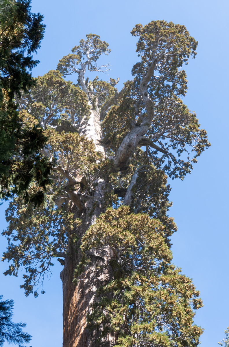 Sequoia National Park, General Grant Tree: Upper Foliage