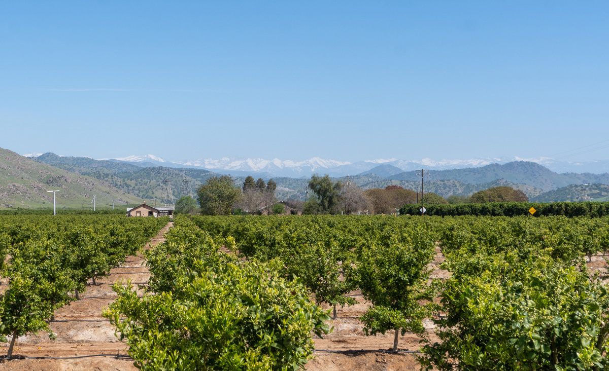 Visalia area, Mountains & Orange Trees.  East of Dinuba