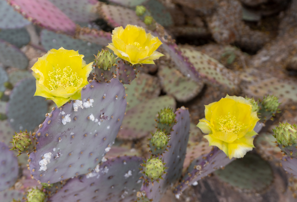 Tucson