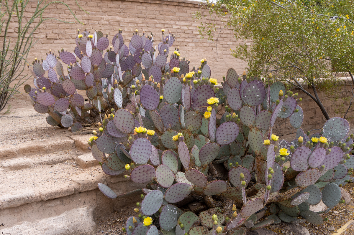 Tucson
