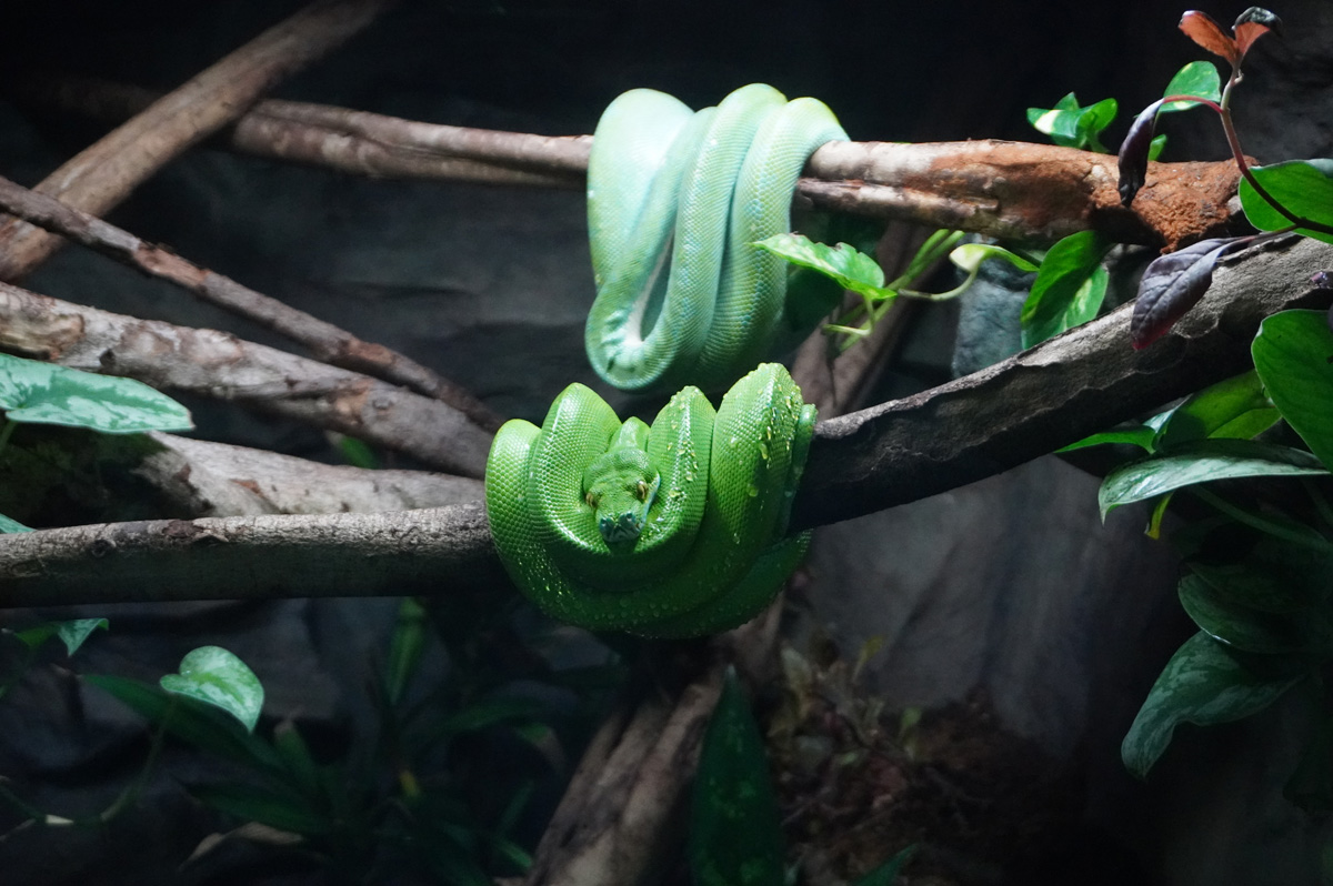 Moody Gardens: Rainforest Pyramid, Green Tree Pythons