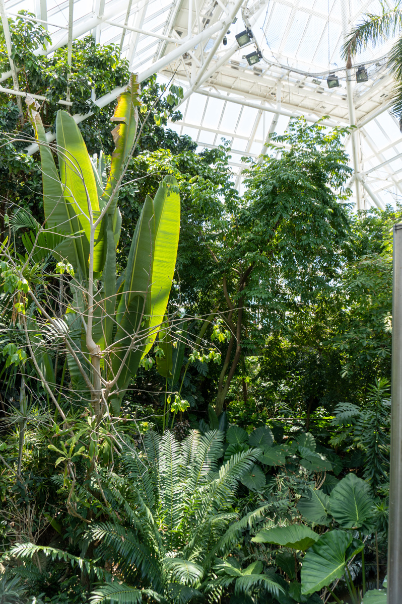 Moody Gardens: Rainforest Pyramid, Pyramid interior
