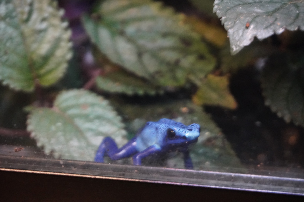 Moody Gardens: Rainforest Pyramid, Poison dart frog