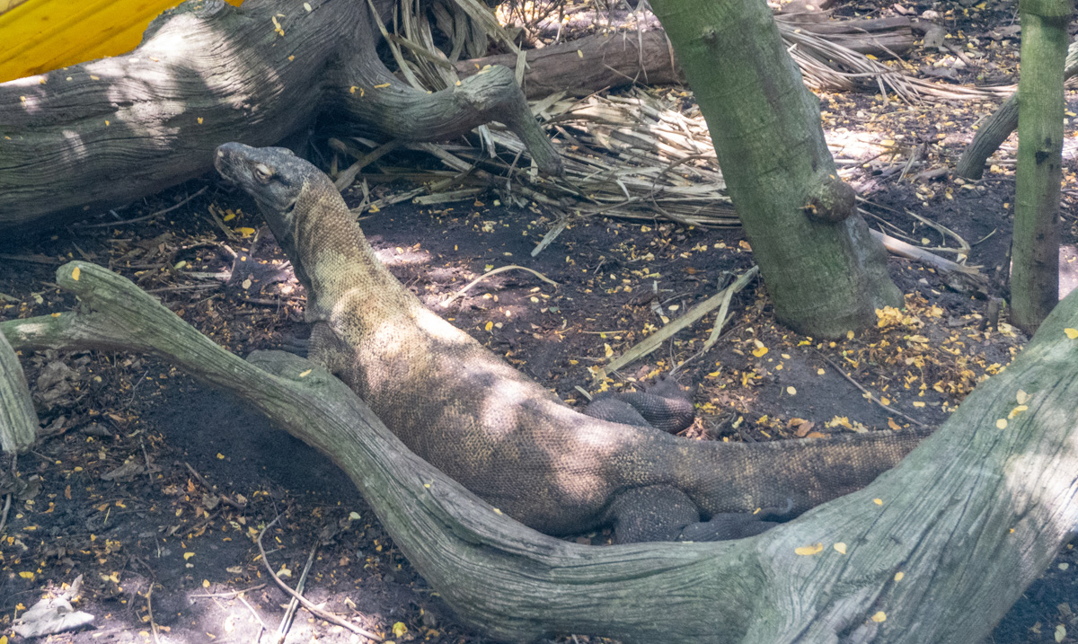 Moody Gardens: Rainforest Pyramid, Komodo Dragon