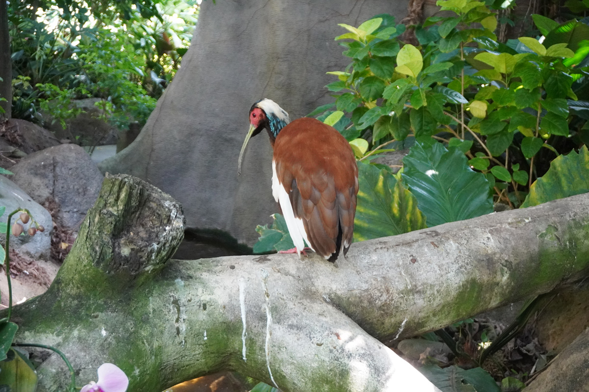 Moody Gardens: Rainforest Pyramid