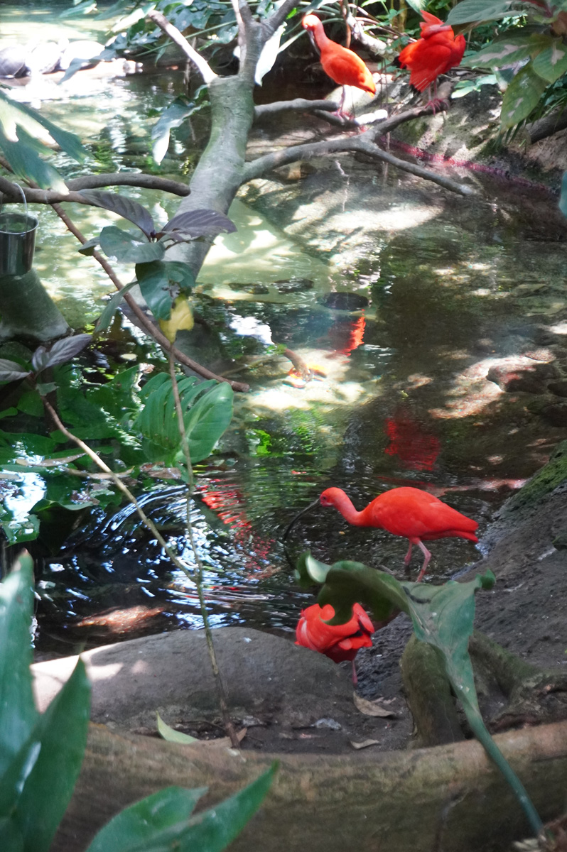 Moody Gardens: Rainforest Pyramid