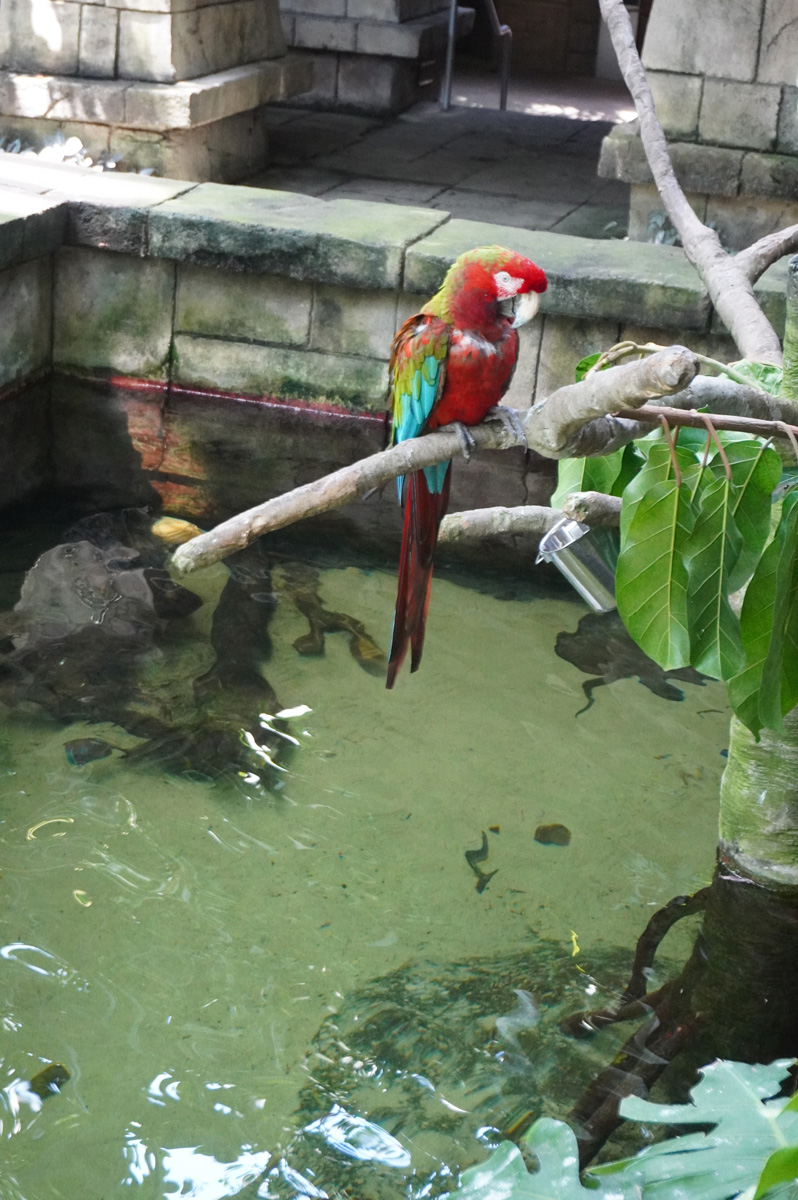 Moody Gardens: Rainforest Pyramid