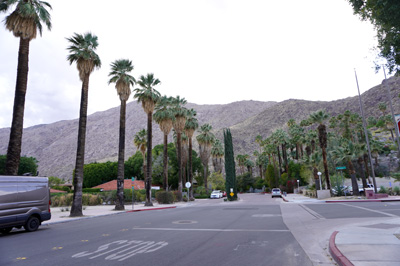 Palm Trees & Mountains, Palm Springs, California March 2021