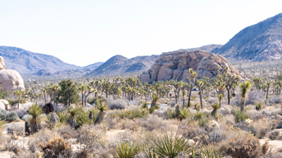 A forest of Joshua Trees, Joshua Tree National Park, California March 2021