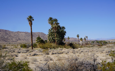 Oasis of Mara Palm trees were planted by Serrano indians, Joshua Tree National Park, California March 2021