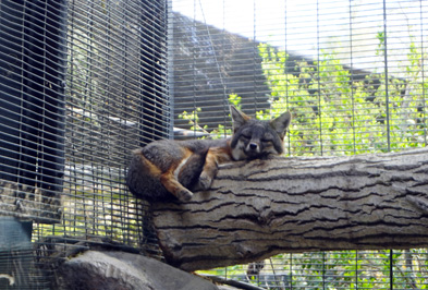 Relaxed Island Fox Native to the Channel Islands of South Calif, The Living Desert Zoo and Gardens, California March 2021