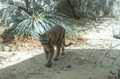 Mountain Lion, The Living Desert Zoo and Gardens, California March 2021
