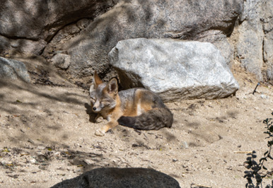 Charming Kit Fox, The Living Desert Zoo and Gardens, California March 2021