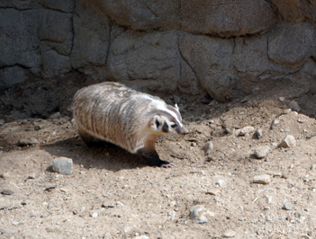 American Badger, The Living Desert Zoo and Gardens, California March 2021
