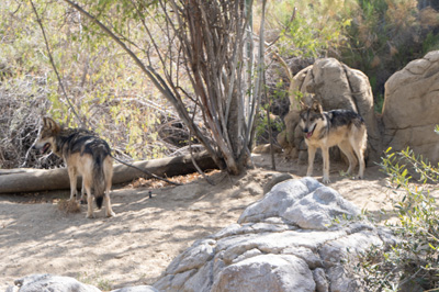 Big Bad wolves, The Living Desert Zoo and Gardens, California March 2021